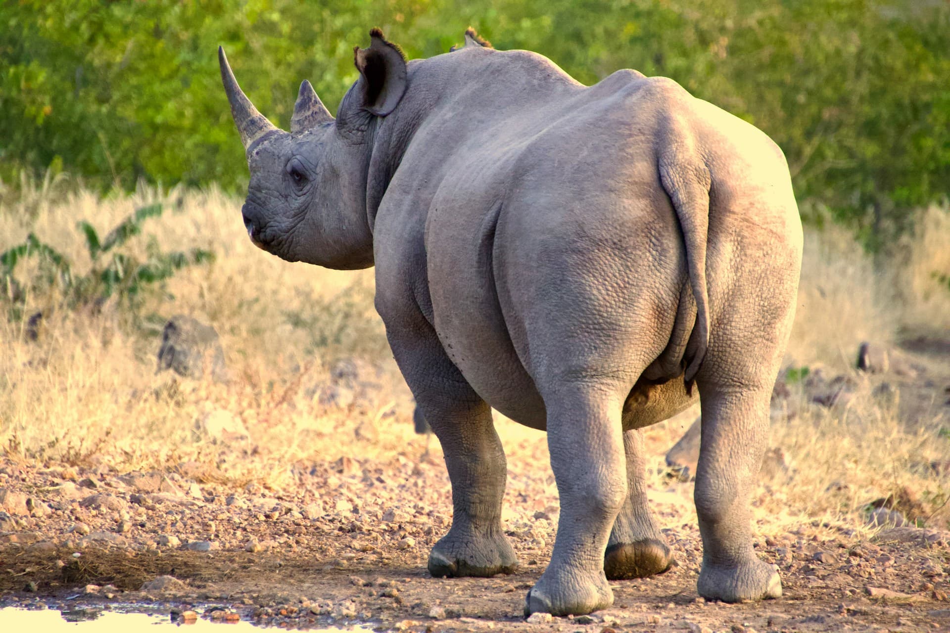 World’s First Rhino IVF Pregnancy Sparks Revolutionary Hope