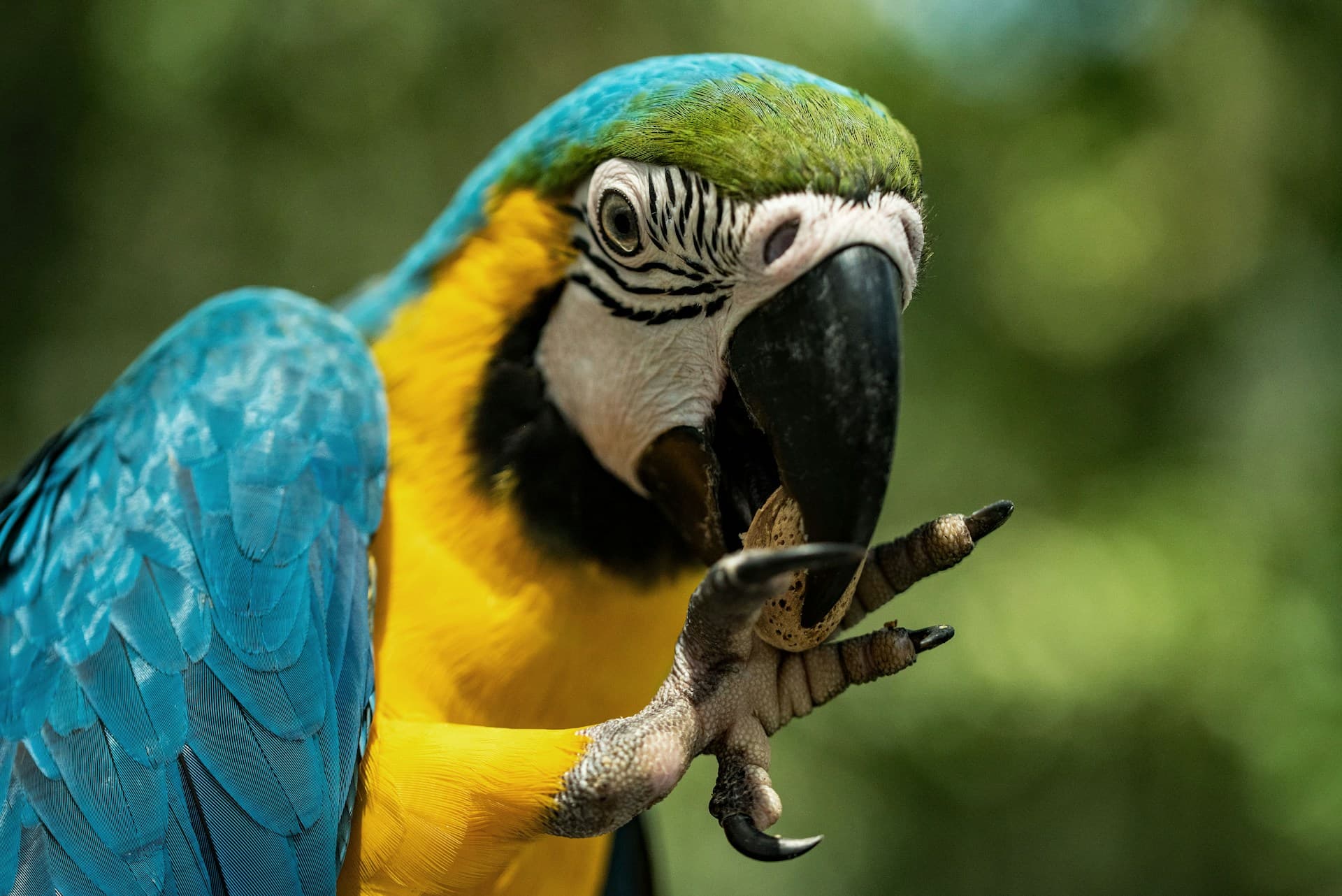 Parrot Fever Outbreak in Europe: Understanding the Causes, Symptoms, and Prevention